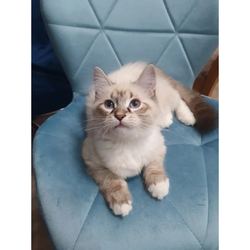 Siberian REZ Fabian