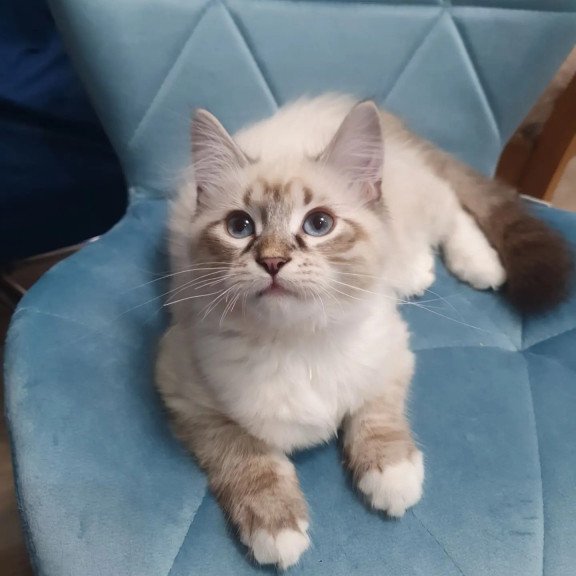 Siberian REZ Fabian