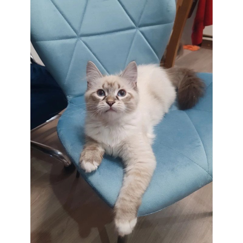 Siberian REZ Fabian