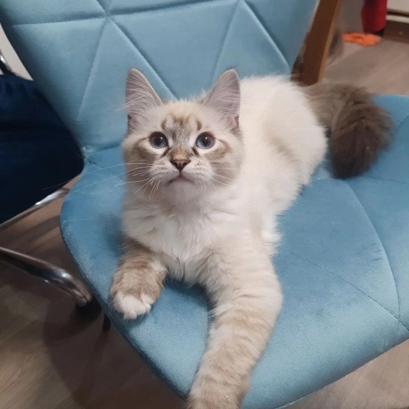 Siberian REZ Fabian