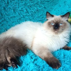 Siberian REZ Tuman