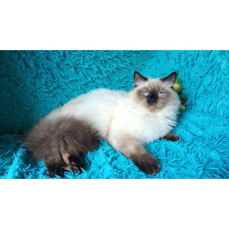 Siberian REZ Tuman