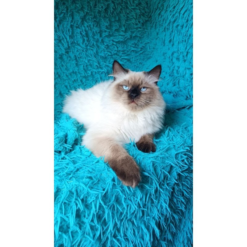 Siberian REZ Tuman