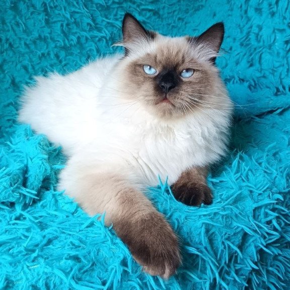Siberian REZ Tuman