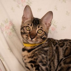 Bengal NOV Major
