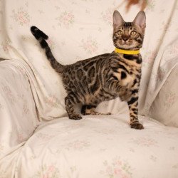 Bengal NOV Major