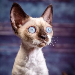 Devon Rex NOV Iriska