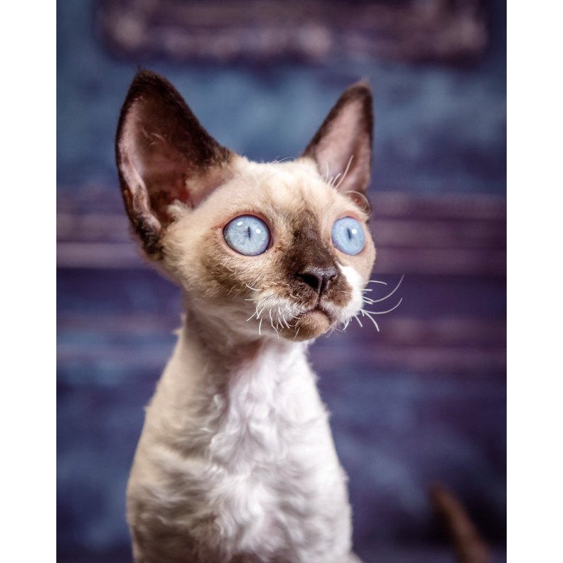 Devon Rex NOV Iriska