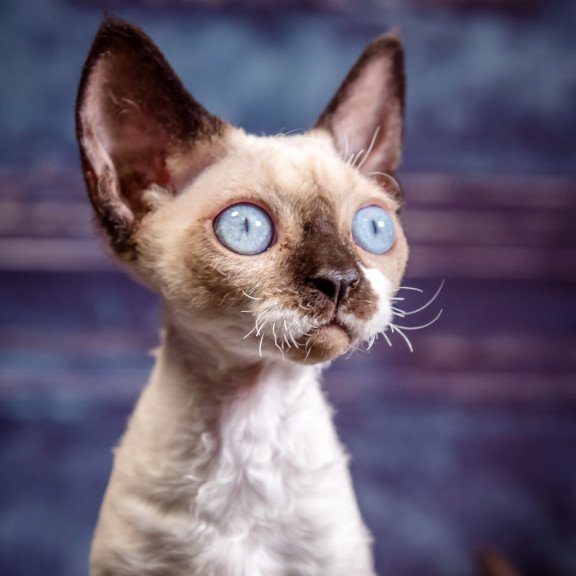 Devon Rex NOV Iriska