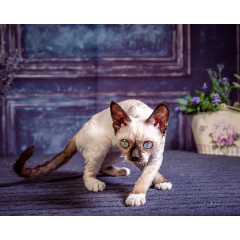 Devon Rex NOV Iriska