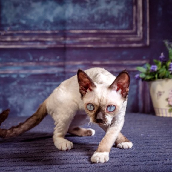 Devon Rex NOV Iriska
