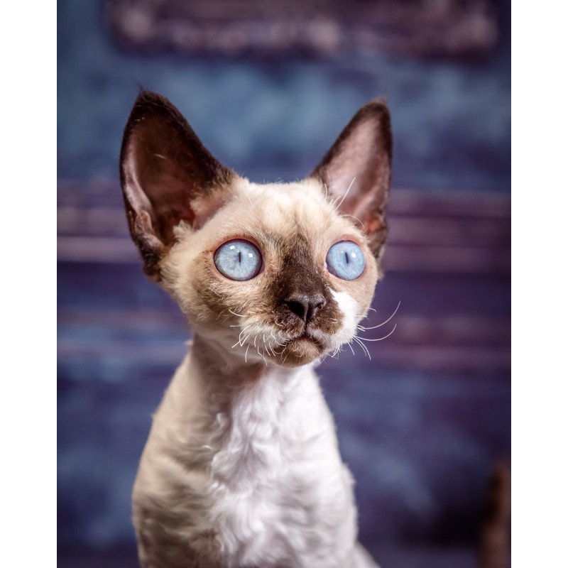 Devon Rex NOV Iriska