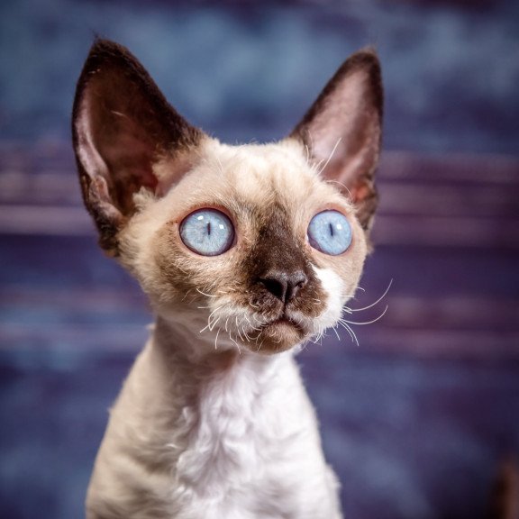 Devon Rex NOV Iriska