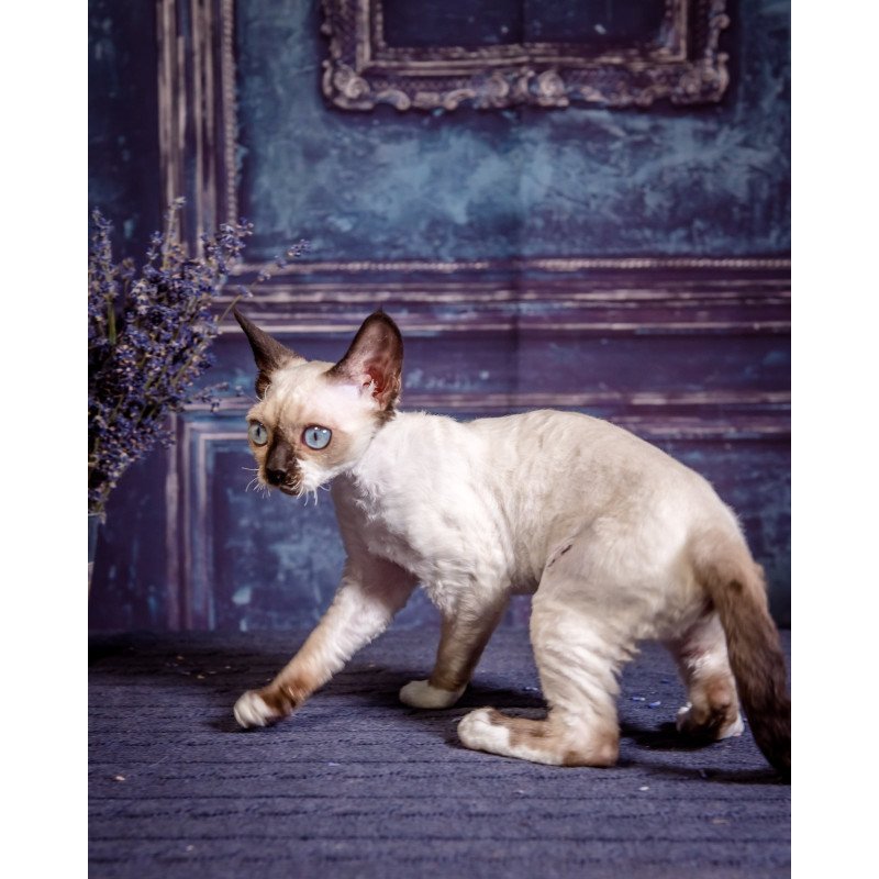 Devon Rex NOV Iriska