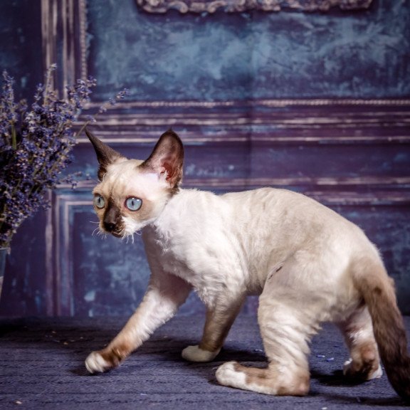 Devon Rex NOV Iriska