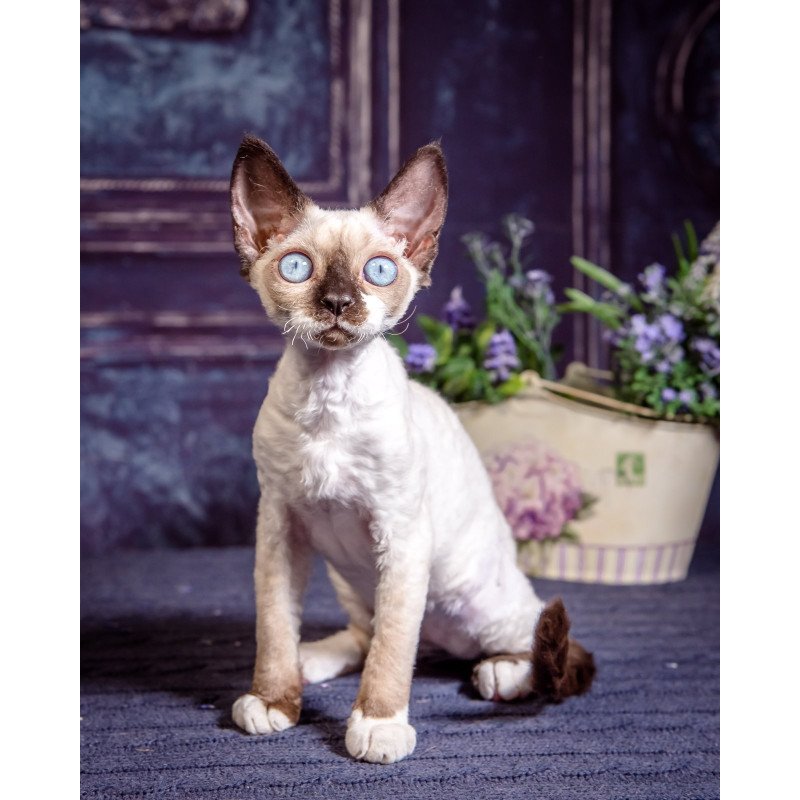 Devon Rex NOV Iriska