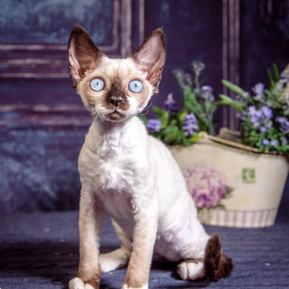 Devon Rex NOV Iriska