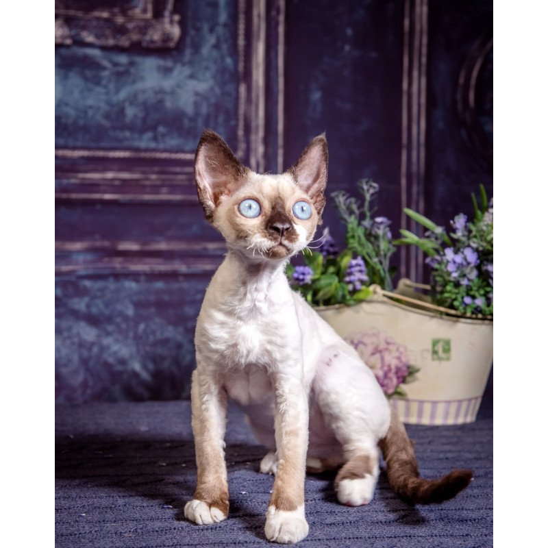 Devon Rex NOV Iriska