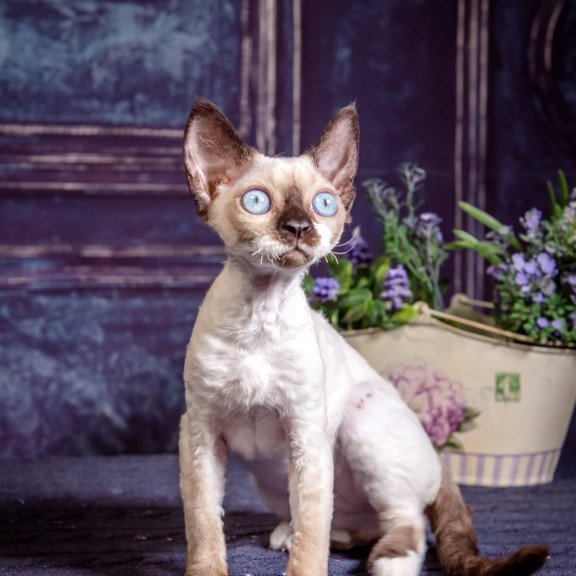 Devon Rex NOV Iriska
