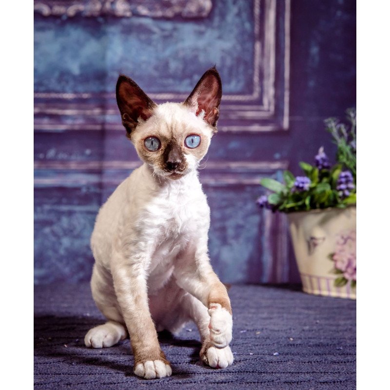 Devon Rex NOV Iriska