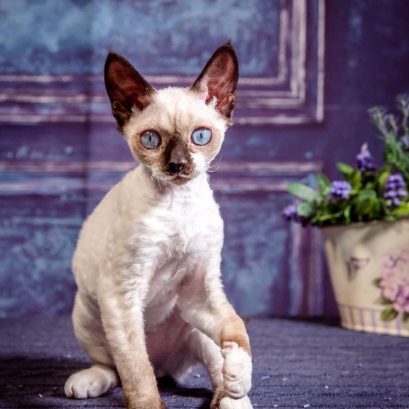 Devon Rex NOV Iriska