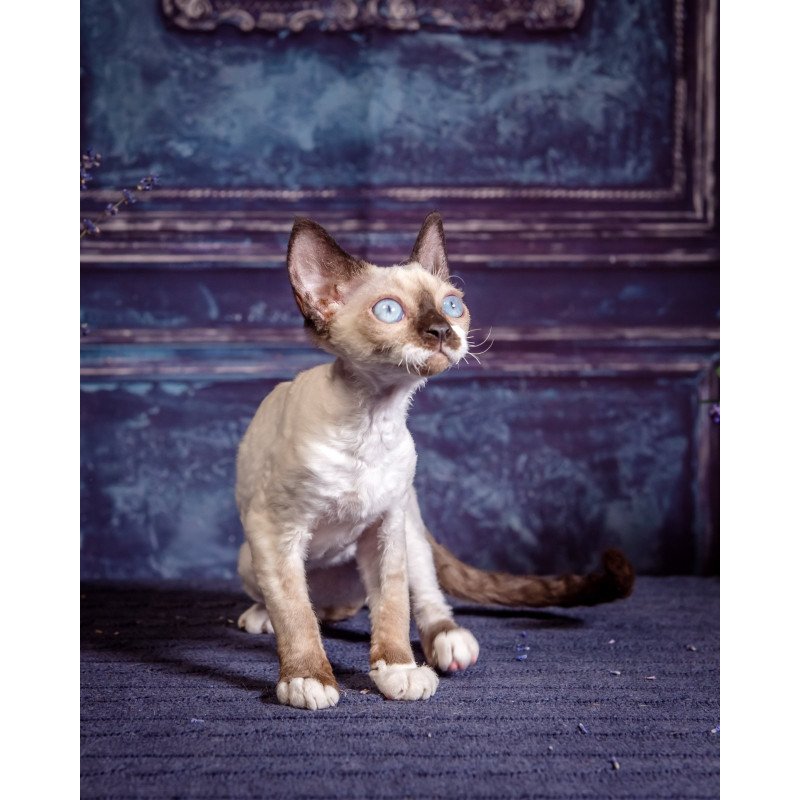 Devon Rex NOV Iriska