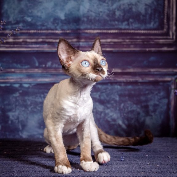 Devon Rex NOV Iriska