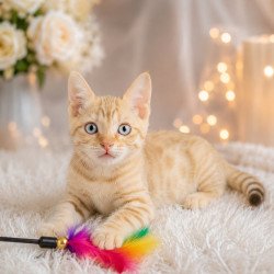 Bengal NOV Karen