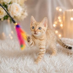 Bengal NOV Karen