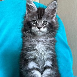 Maine Coon NOV Zabava