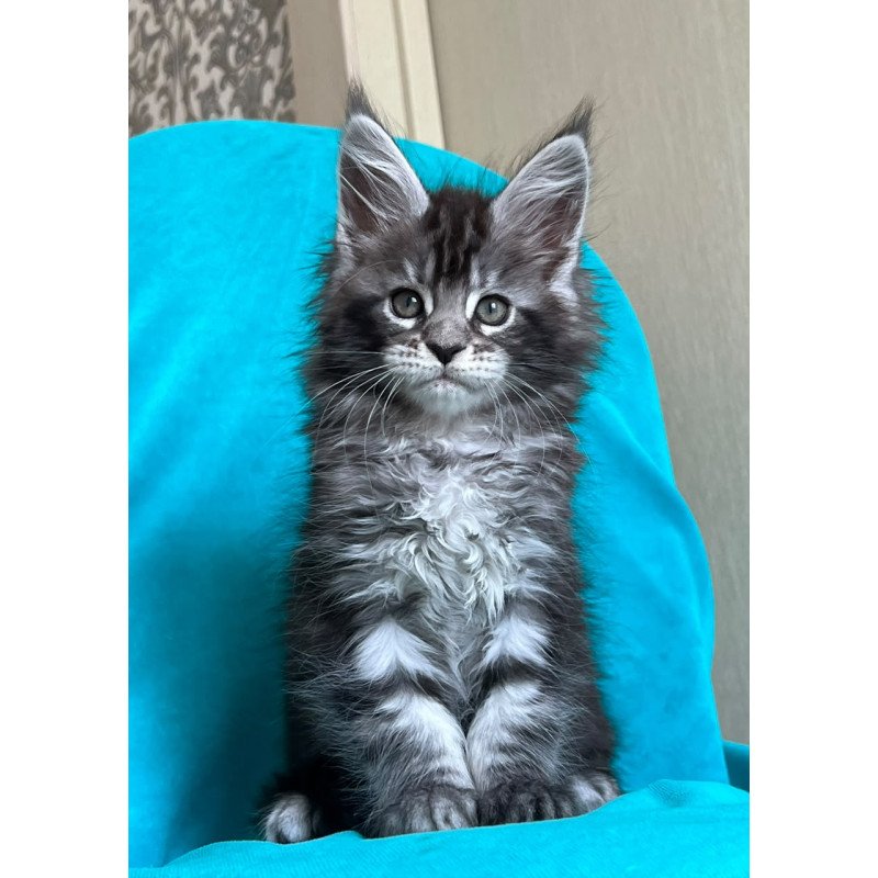 Maine Coon NOV Zabava