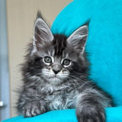 Maine Coon NOV Zabava