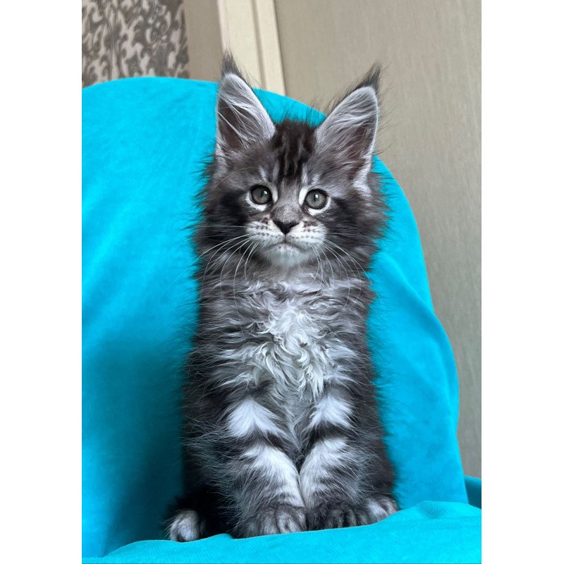 Maine Coon NOV Zabava