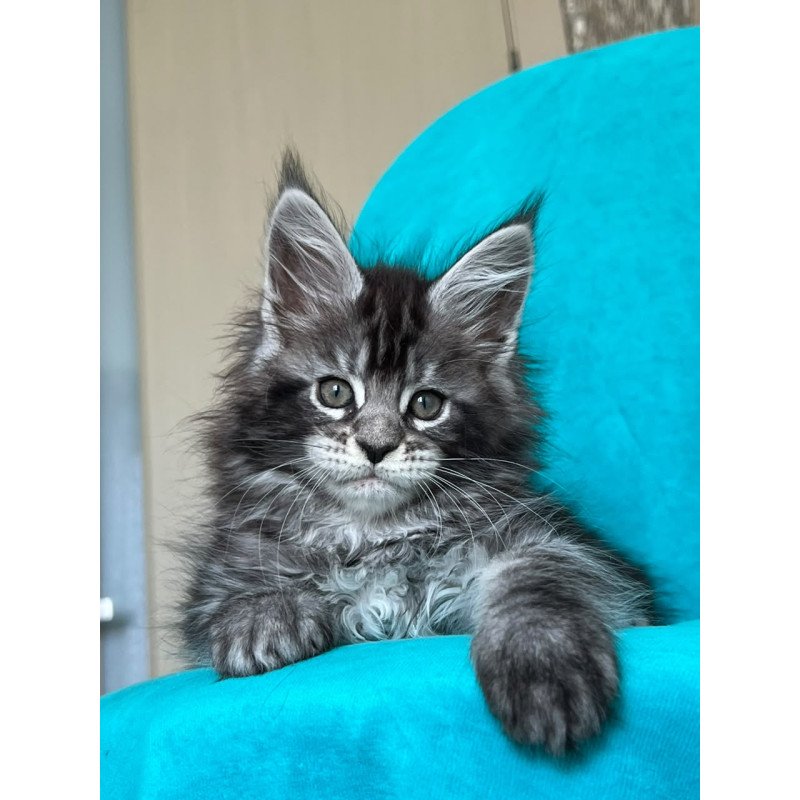 Maine Coon NOV Zabava