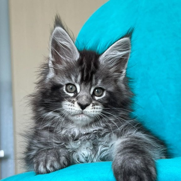 Maine Coon NOV Zabava