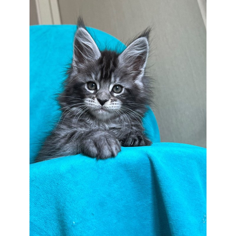 Maine Coon NOV Zabava