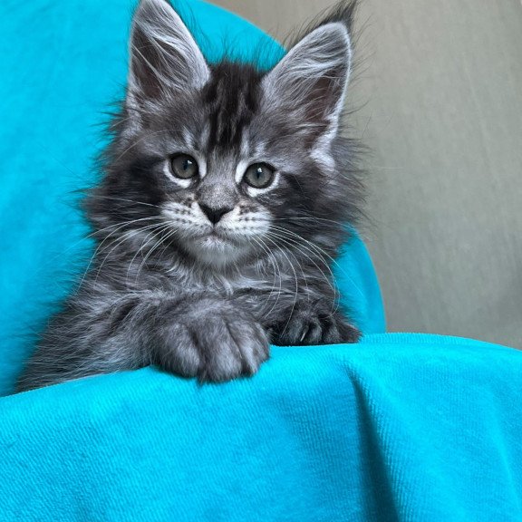Maine Coon NOV Zabava