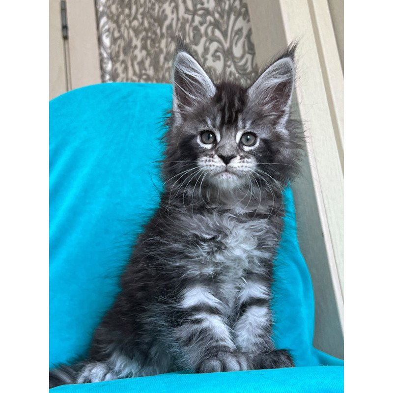 Maine Coon NOV Zabava