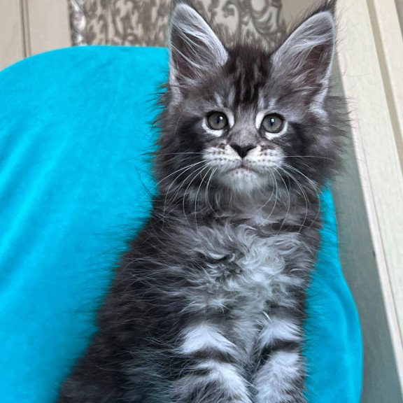 Maine Coon NOV Zabava
