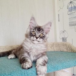 Maine Coon NOV Lutik