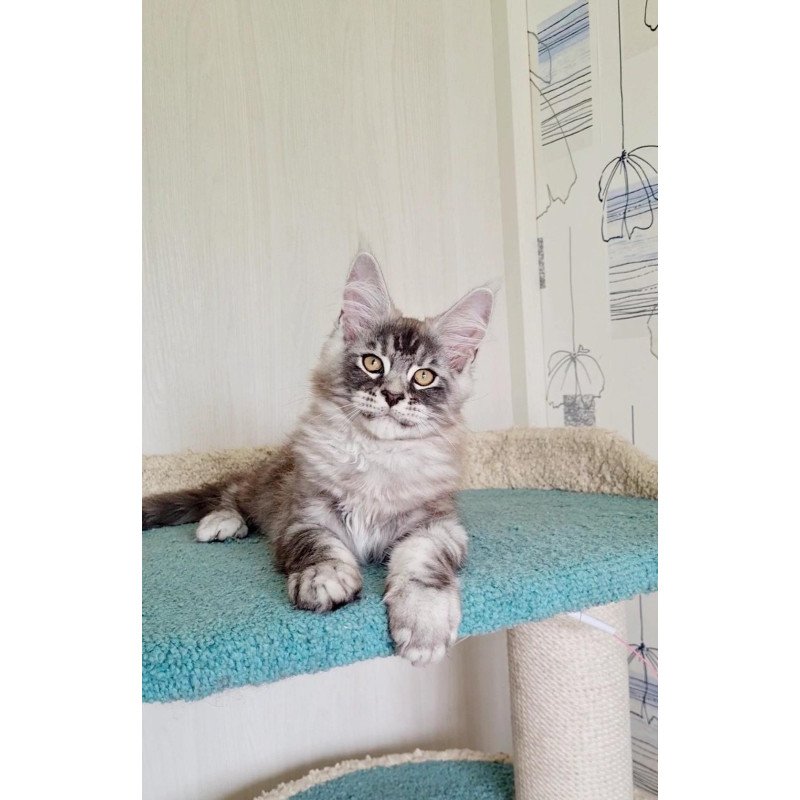 Maine Coon NOV Lutik