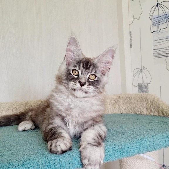 Maine Coon NOV Lutik