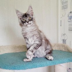 Maine Coon NOV Lutik