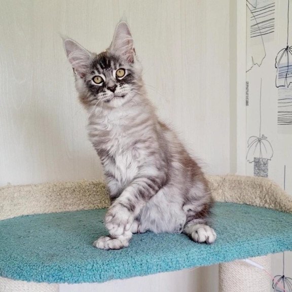 Maine Coon NOV Lutik