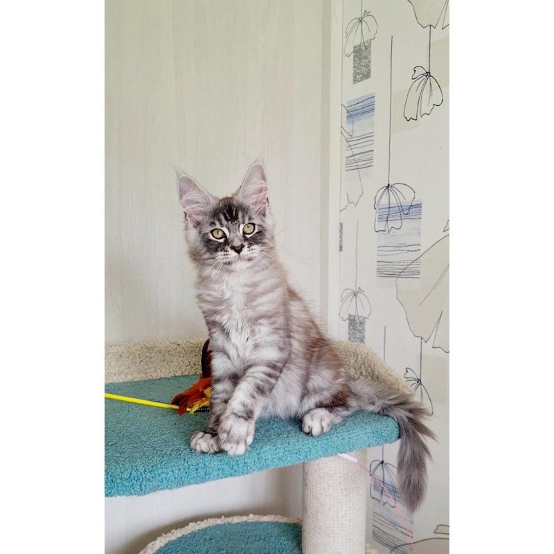 Maine Coon NOV Lutik
