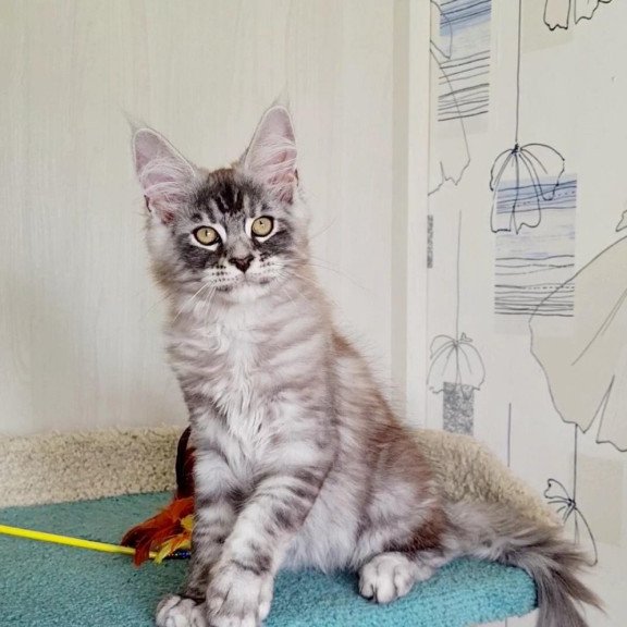 Maine Coon NOV Lutik