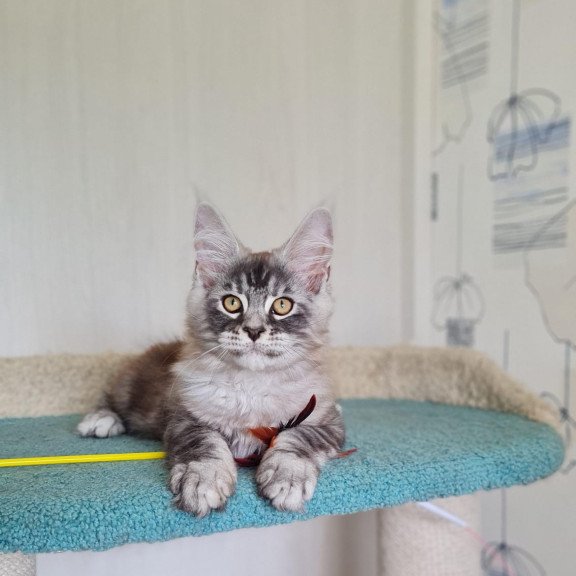 Maine Coon NOV Lutik