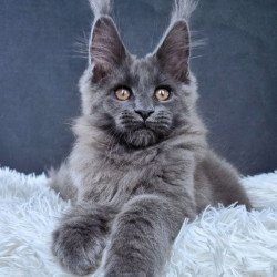 Maine Coon NOV Florencia