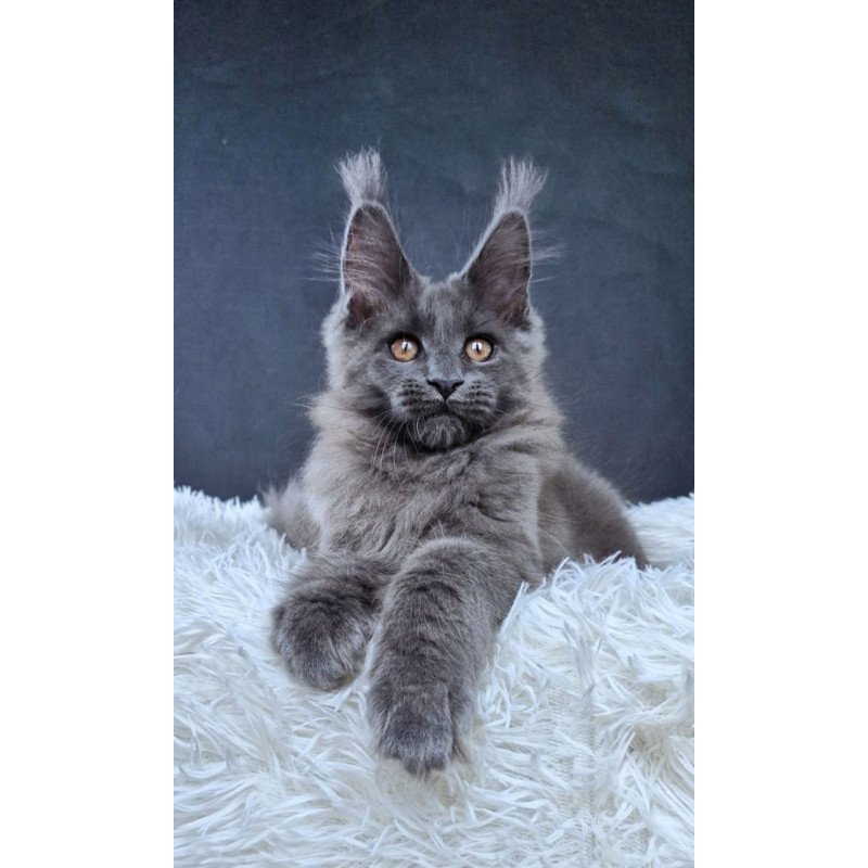Maine Coon NOV Florencia