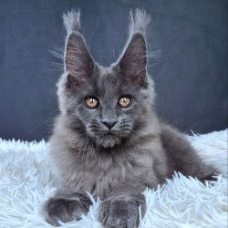 Maine Coon NOV Florencia